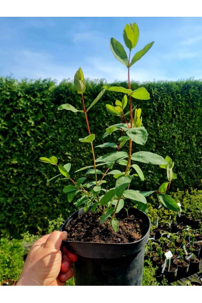 Жимолость їстівна Дочка Велетня - 3л/вис.25-30см/Ø15-20